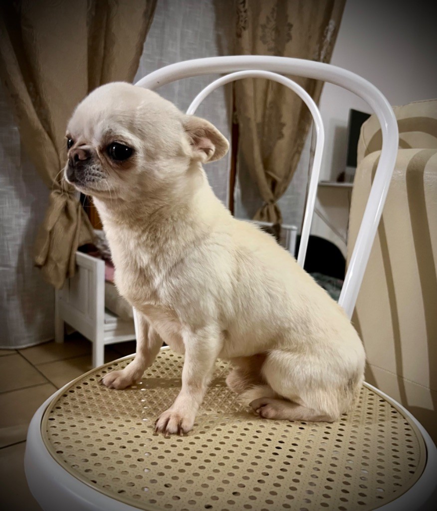 Les Chihuahua de l'affixe Des Petits Stanislas