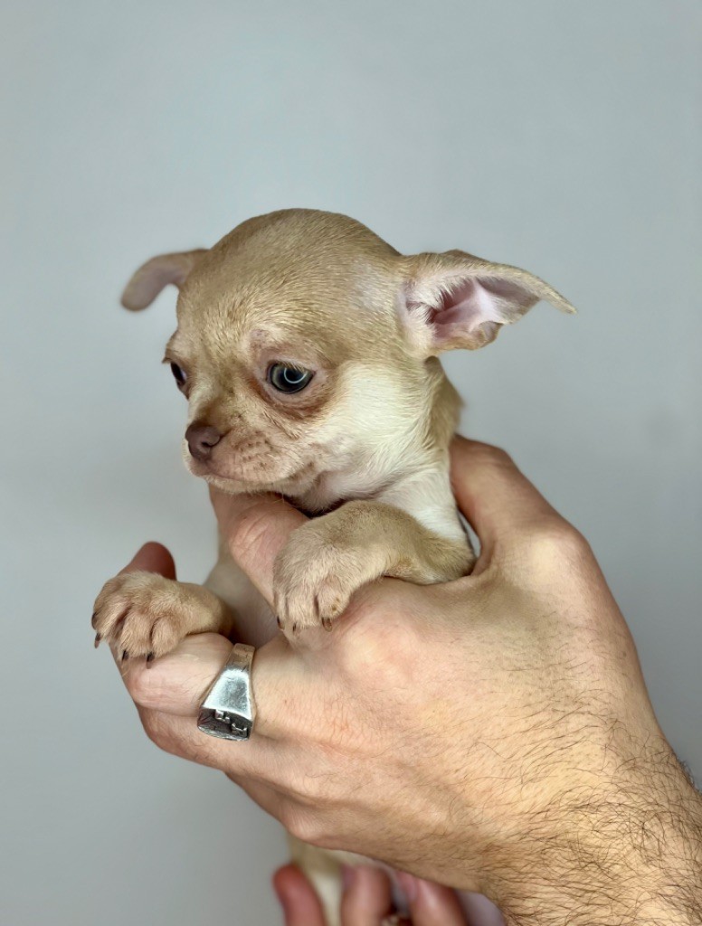 Des Petits Stanislas - Chiot disponible  - Chihuahua