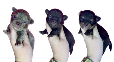 Des Petits Stanislas - Chihuahua - Portée née le 29/08/2023