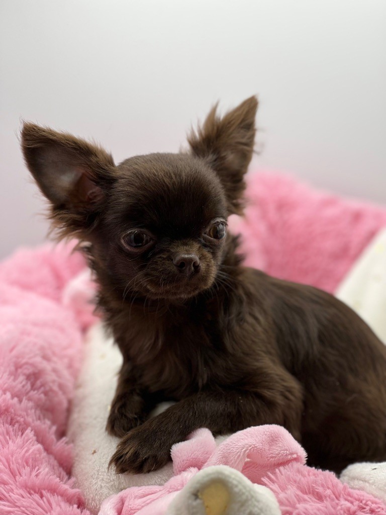 Des Petits Stanislas - Chiot disponible  - Chihuahua