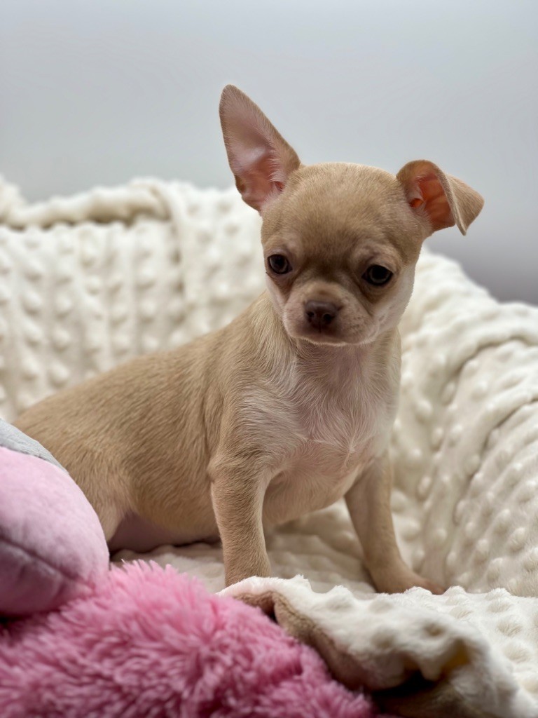 Des Petits Stanislas - Chiot disponible  - Chihuahua