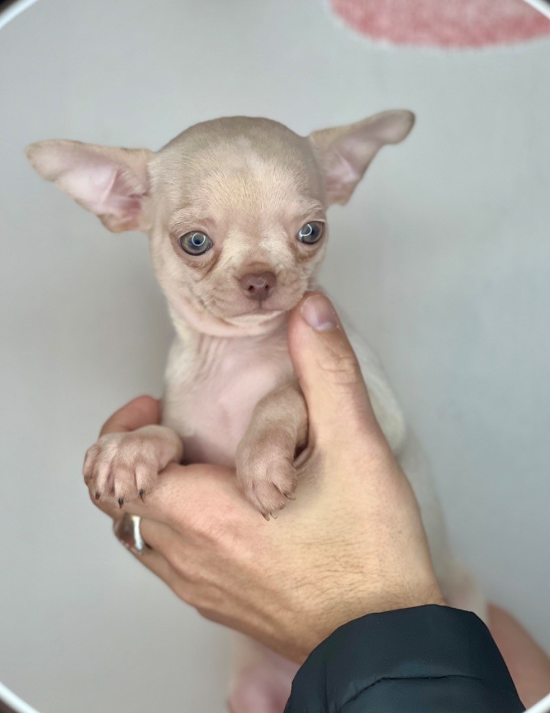 Des Petits Stanislas - Chiot disponible  - Chihuahua