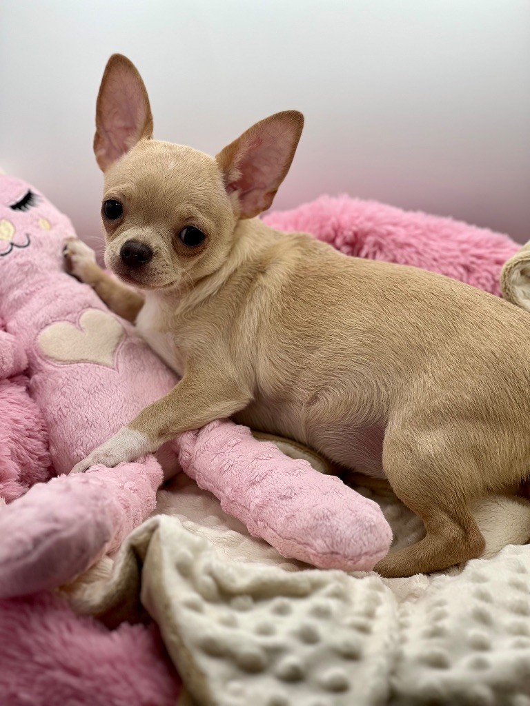 Des Petits Stanislas - Chiots disponibles - Chihuahua