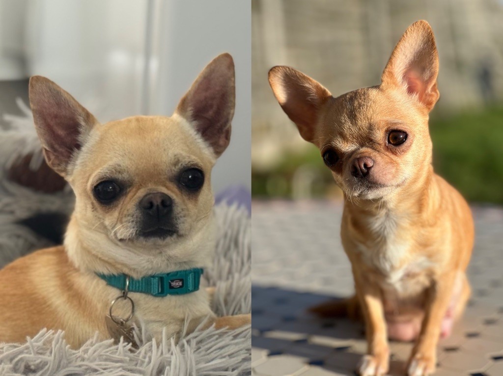 Chiot Chihuahua Des Petits Stanislas