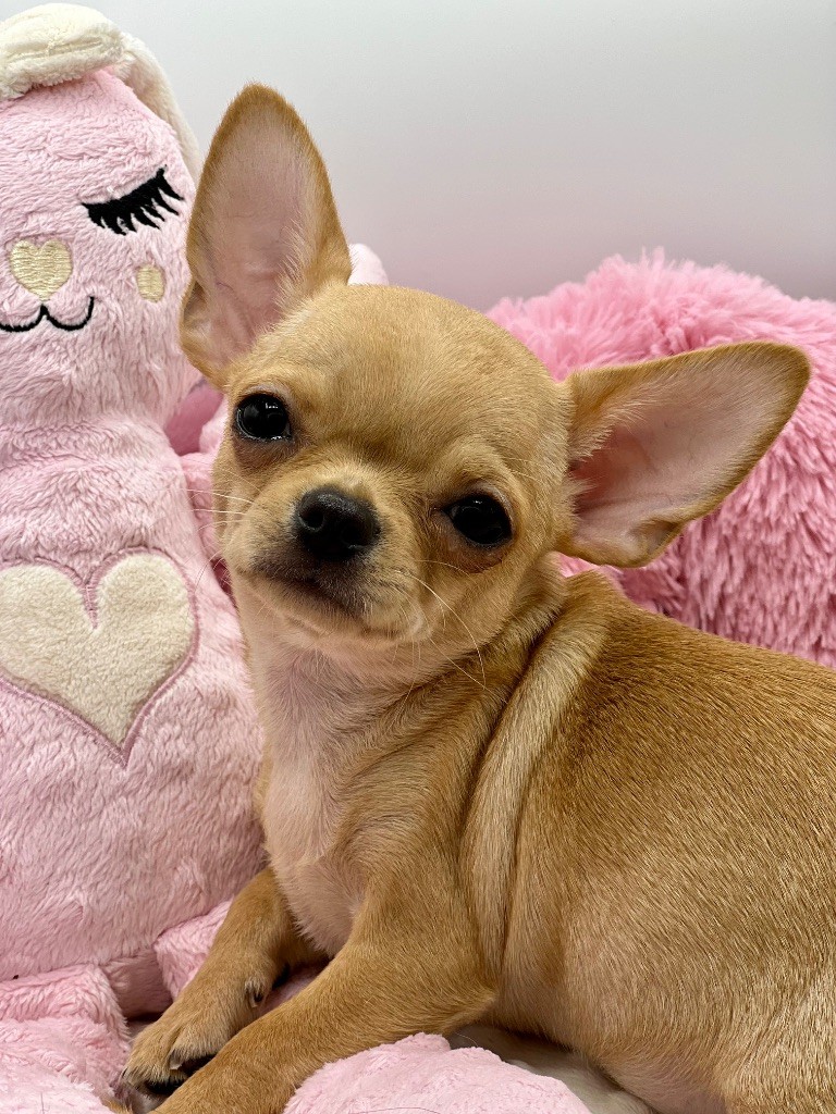 Des Petits Stanislas - Chiots disponibles - Chihuahua