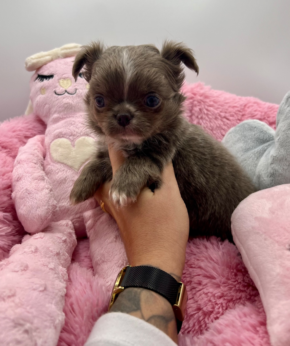 Des Petits Stanislas - Chiots disponibles - Chihuahua