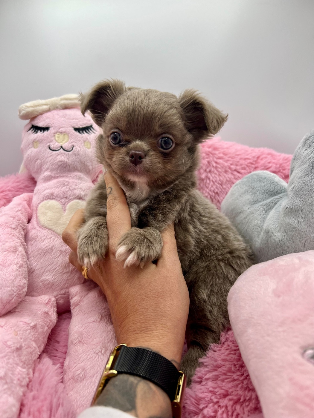Des Petits Stanislas - Chiots disponibles - Chihuahua