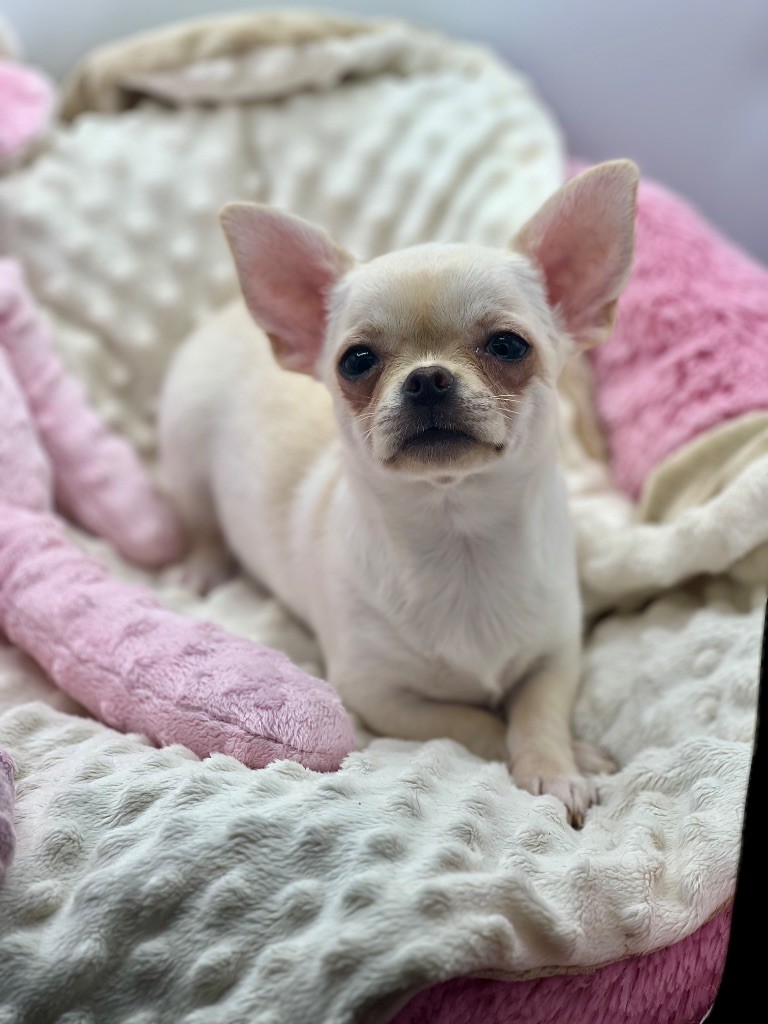 Des Petits Stanislas - Chiots disponibles - Chihuahua