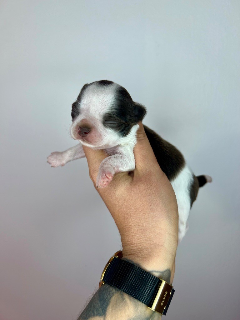 Des Petits Stanislas - Chiots disponibles - Chihuahua