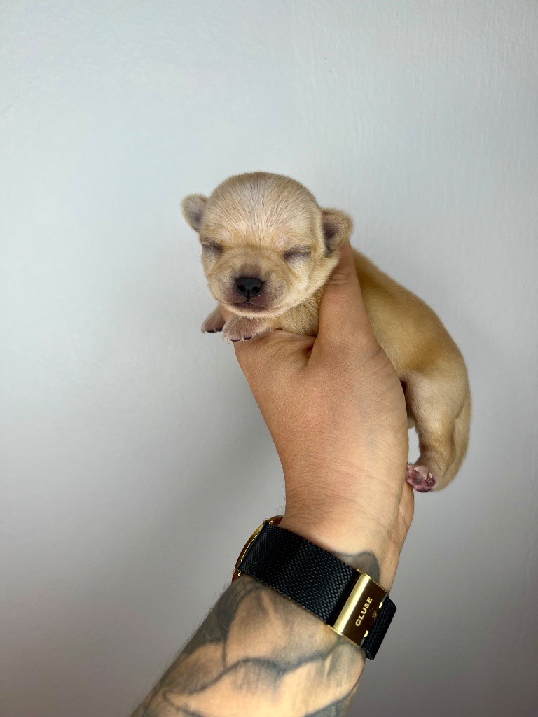 Des Petits Stanislas - Chiots disponibles - Chihuahua