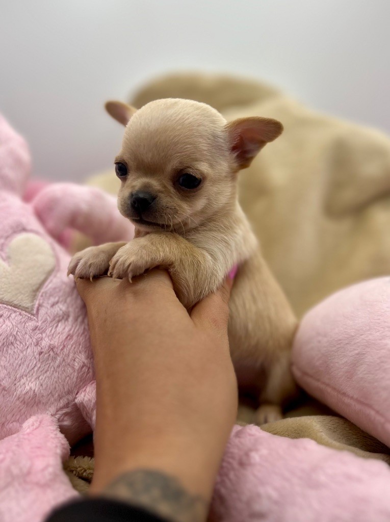 Des Petits Stanislas - Chiots disponibles - Chihuahua