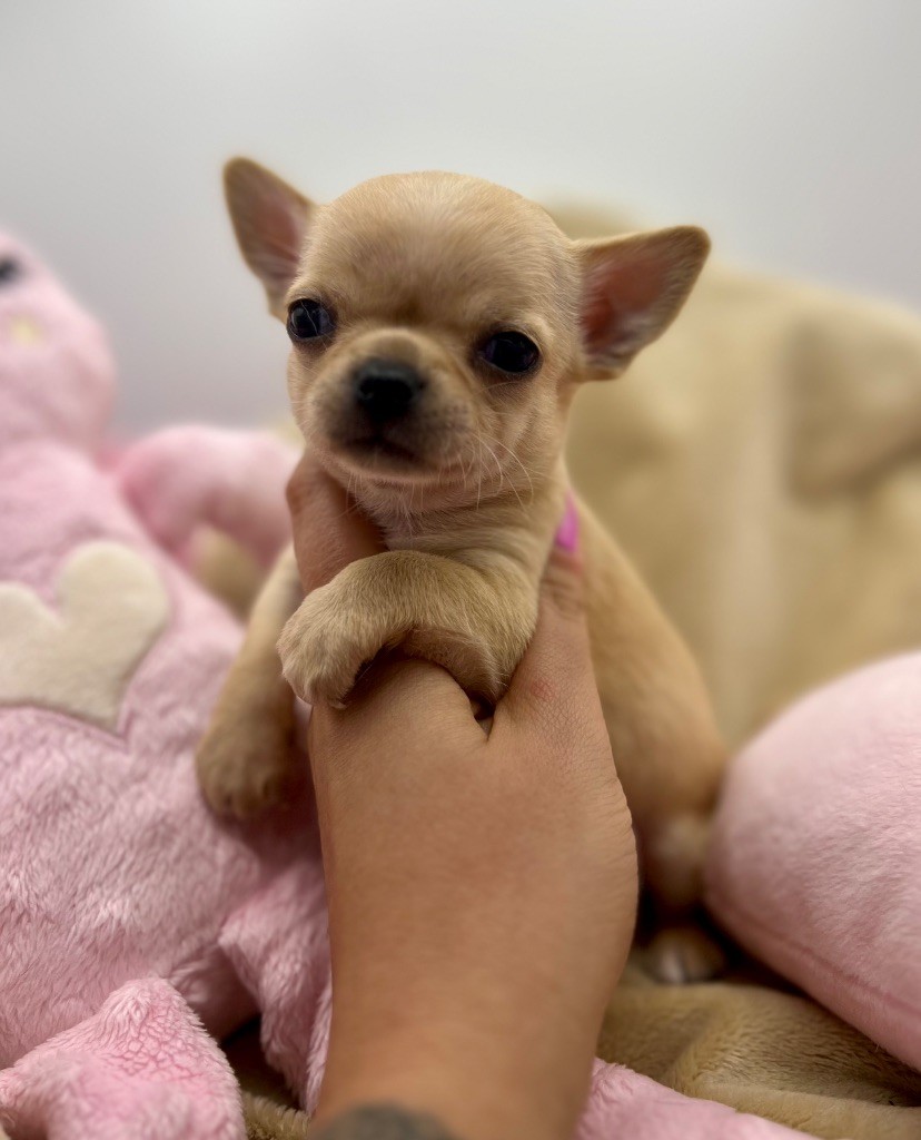 Des Petits Stanislas - Chiots disponibles - Chihuahua
