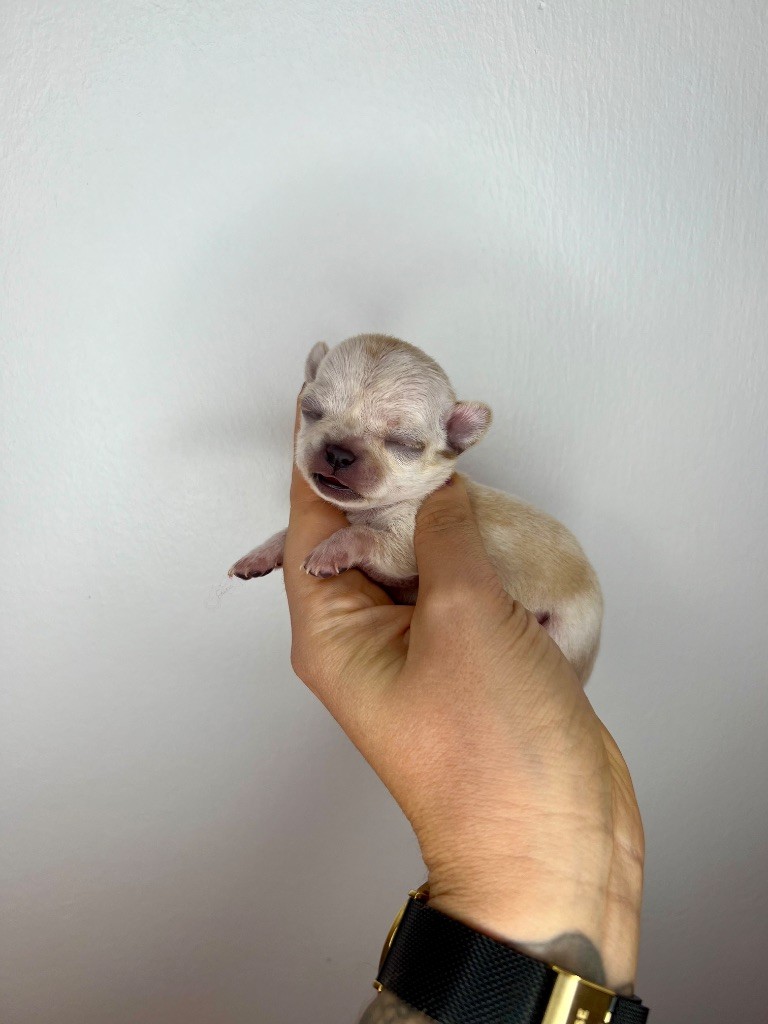 Des Petits Stanislas - Chiots disponibles - Chihuahua