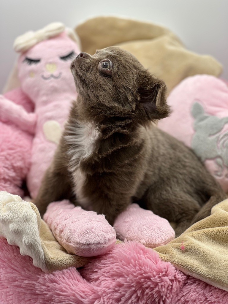 Des Petits Stanislas - Chiots disponibles - Chihuahua