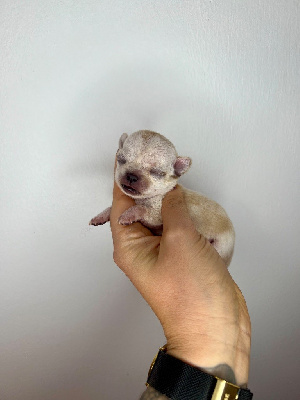 CHIOT 6