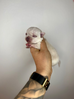 CHIOT 3