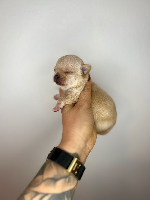CHIOT 1