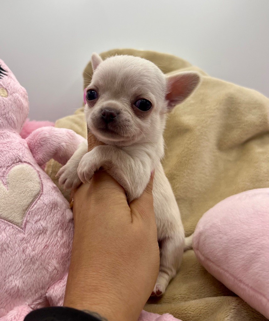 Des Petits Stanislas - Chiots disponibles - Chihuahua