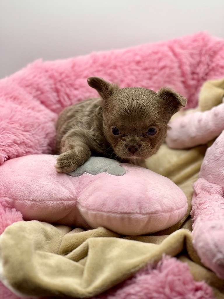 Des Petits Stanislas - Chiots disponibles - Chihuahua