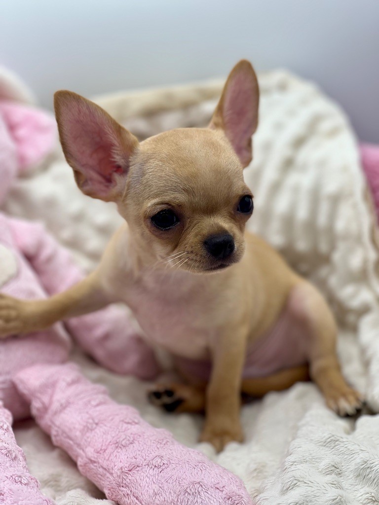 Des Petits Stanislas - Chiots disponibles - Chihuahua
