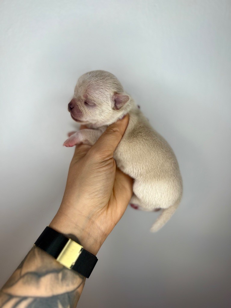 Des Petits Stanislas - Chiots disponibles - Chihuahua