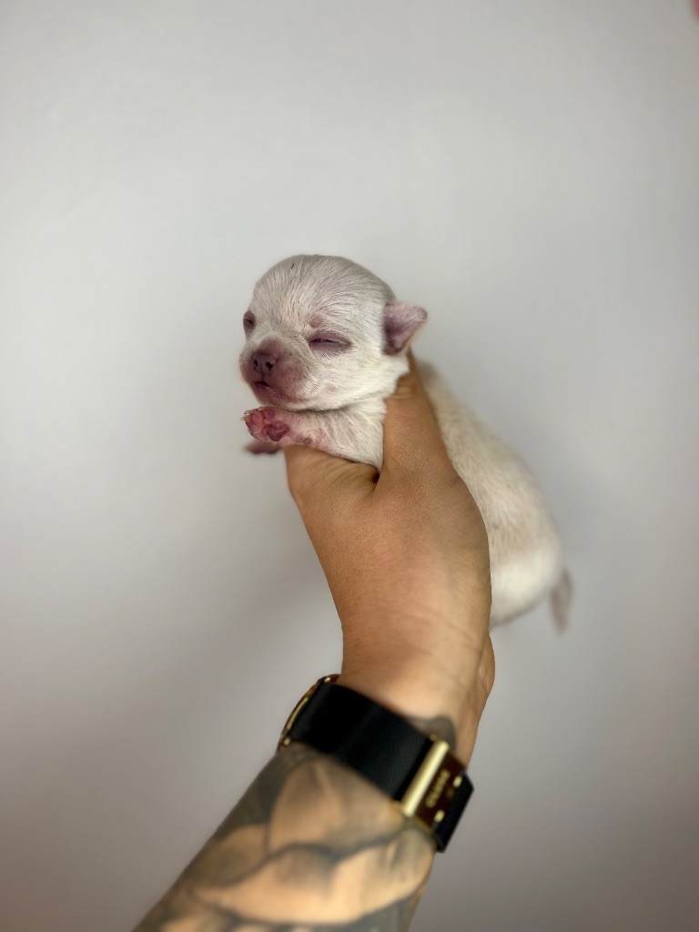 Des Petits Stanislas - Chiots disponibles - Chihuahua