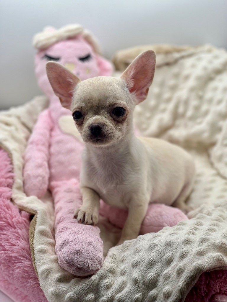 Des Petits Stanislas - Chiots disponibles - Chihuahua