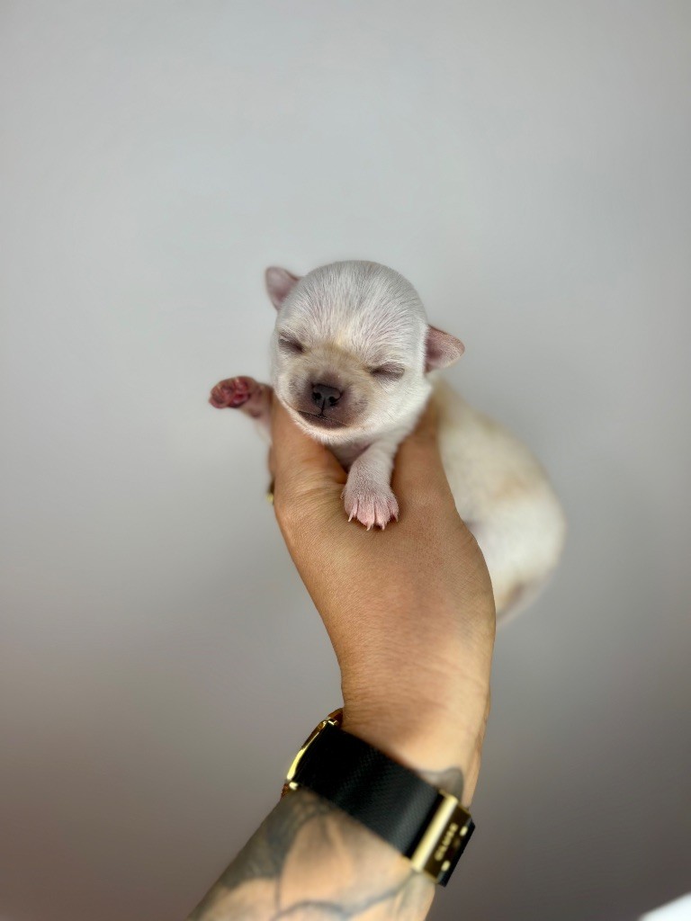 Des Petits Stanislas - Chiots disponibles - Chihuahua
