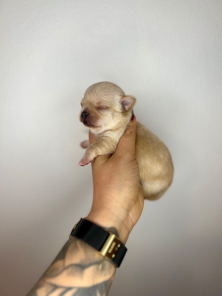 Des Petits Stanislas - Chiots disponibles - Chihuahua