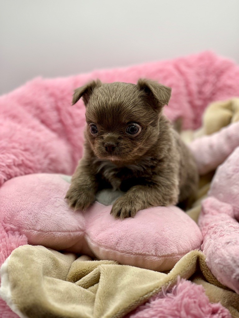 Des Petits Stanislas - Chiots disponibles - Chihuahua