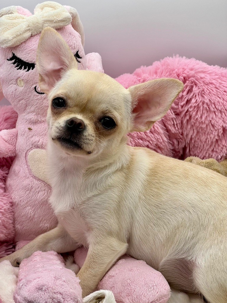 Des Petits Stanislas - Chiots disponibles - Chihuahua